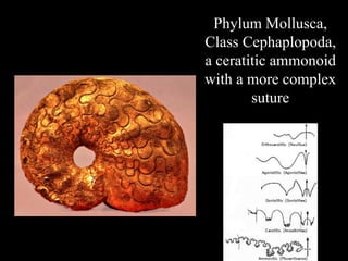 Phylum Mollusca,
Class Cephaplopoda,
a ceratitic ammonoid
with a more complex
        suture
 
