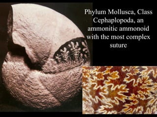 Phylum Mollusca, Class
   Cephaplopoda, an
 ammonitic ammonoid
 with the most complex
         suture
 