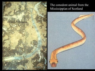 The conodont animal from the
       Mississippian of Scotland


1 cm
 