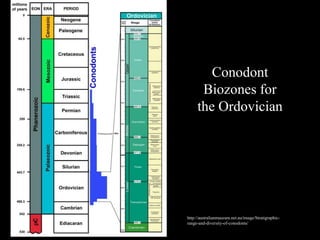 Conodont
      Biozones for
     the Ordovician




http://australianmuseum.net.au/image/Stratigraphic-
range-and-diversity-of-conodonts/
 