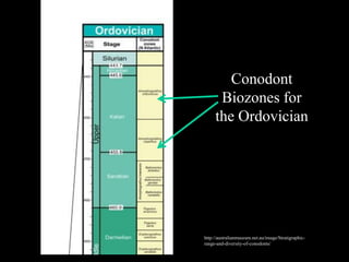Conodont
      Biozones for
     the Ordovician




http://australianmuseum.net.au/image/Stratigraphic-
range-and-diversity-of-conodonts/
 