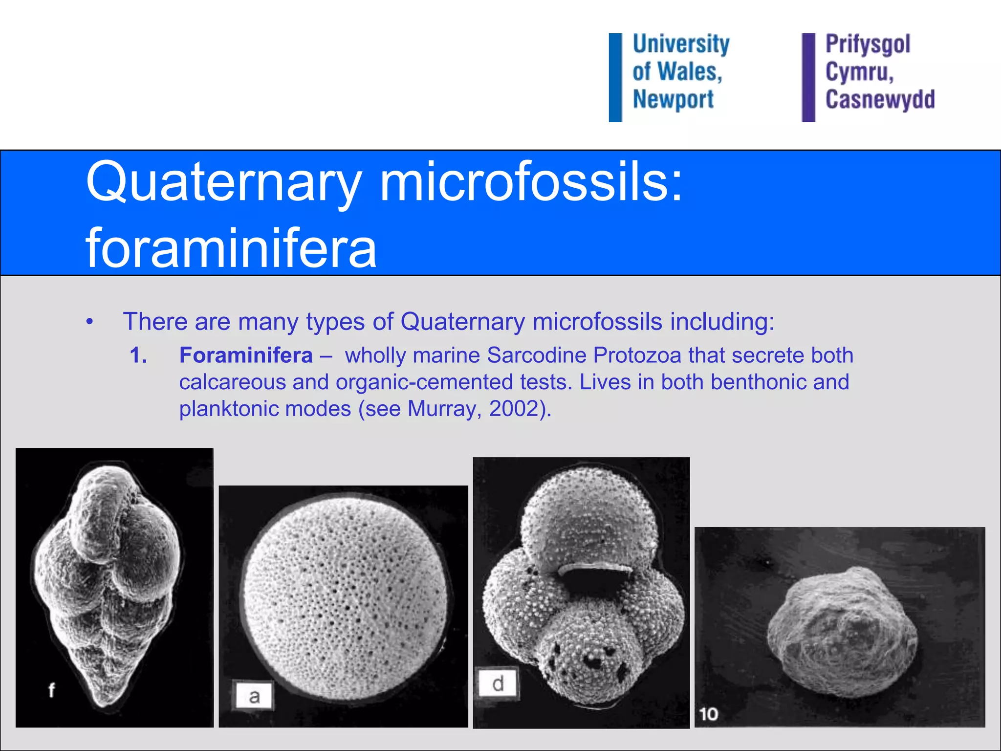 Quaternary microfossils: foraminiferaThere are many types of Quaternary microfossils including:Foraminifera –  wholly marine Sarcodine Protozoa that secrete both calcareous and organic-cemented tests. Lives in both benthonic and planktonic modes (see Murray, 2002).