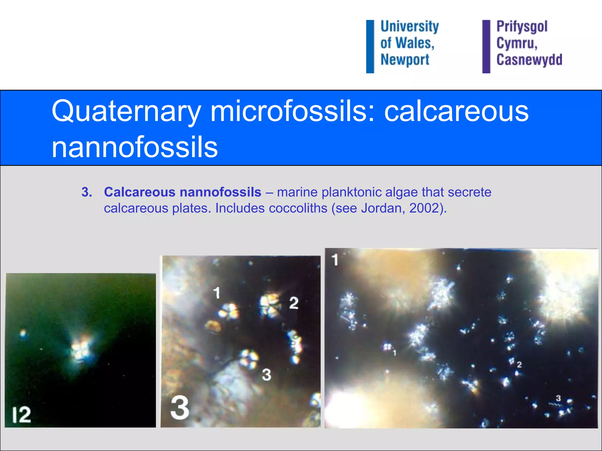Quaternary microfossils: calcareous nannofossilsCalcareous nannofossils– marine planktonic algae that secrete calcareous plates. Includes coccoliths (see Jordan, 2002).
