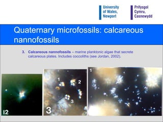 Quaternary microfossils: calcareous nannofossilsCalcareous nannofossils– marine planktonic algae that secrete calcareous plates. Includes coccoliths (see Jordan, 2002).
