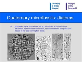 Quaternary microfossils: diatomsDiatoms – algae that secrete siliceous frustules. Can live in both freshwater and marine environments, in both benthonic and planktonic modes of life (see Kennington, 2002).