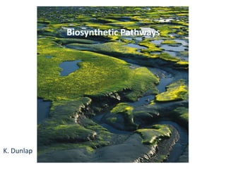 Biosynthetic Pathways
K. Dunlap
 