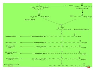 C
H3
O
S.CoA
O
S.CoA
OOC
C
H3
O
S-ACP
O
S-ACP
OOC
Acetyl CoA Malonyl CoA
S
O O
ACP
S-ACP
O
S-ACP
O
S-ACP
O
Acetyl ACP
Acetoacetyl ACP
Palmitolyl-ACP
Palmitic acid
Stearoyl ACP
Stearic acid
Oleic acid
(16:1)
Oleoyl ACP
S-ACP
O
S-ACP
O
S-ACP
O
Linoleioyl ACP
Linolenoyl ACP
Linoleic acid
(16:2)
Linolenic acid
(16:3)
Arachidonic acid
17
W0x888
 