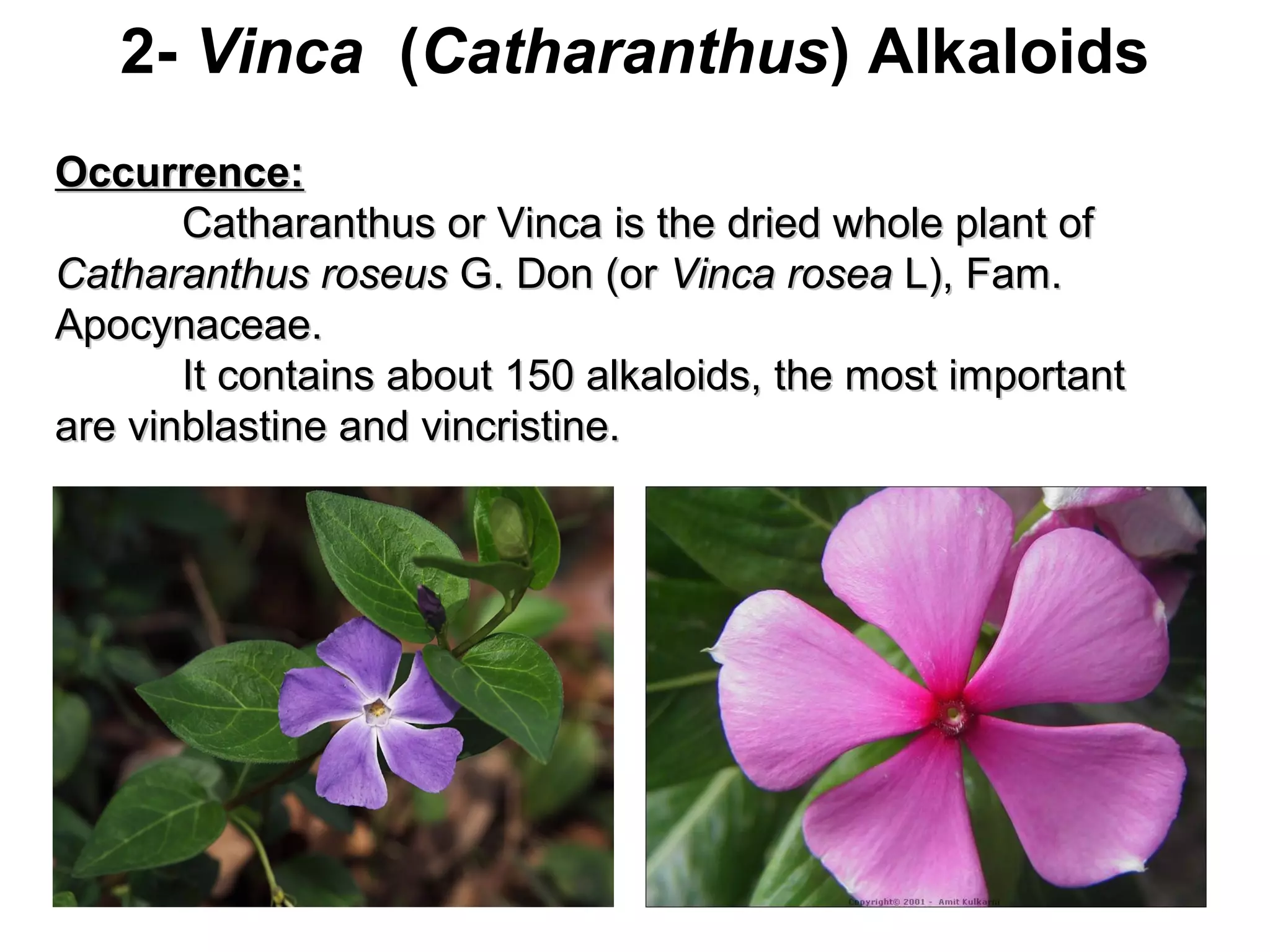 2- Vinca (Catharanthus) Alkaloids
Occurrence:Occurrence:
Catharanthus or Vinca is the dried whole plant ofCatharanthus or Vinca is the dried whole plant of
Catharanthus roseusCatharanthus roseus G. Don (orG. Don (or Vinca roseaVinca rosea L), Fam.L), Fam.
Apocynaceae.Apocynaceae.
It contains about 150 alkaloids, the most importantIt contains about 150 alkaloids, the most important
are vinblastine and vincristine.are vinblastine and vincristine.
 