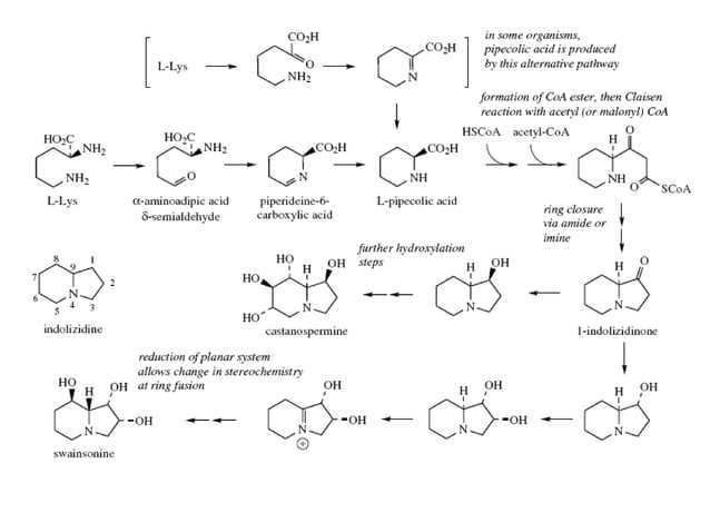 Biosynthesis isolation and example for some alkaloids | PPT