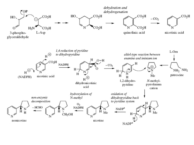Biosynthesis isolation and example for some alkaloids | PPT