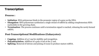 Transcription
Process :
• Initiation: RNA polymerase binds to the promoter region of a gene on the DNA.
• Elongation: RNA polymerase synthesizes a single strand of mRNA by adding complementary RNA
nucleotides to the growing chain.
• Termination: The process continues until a termination signal is reached, releasing the newly formed
mRNA.
Post-Transcriptional Modifications (Eukaryotes):
• Capping: Addition of a 5' cap for stability and recognition.
• Polyadenylation: Addition of a poly-A tail at the 3' end.
• Splicing: Removal of introns and joining of exons to produce mature mRNA.
 