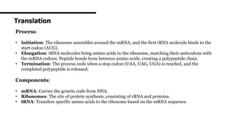 Translation
Process:
• Initiation: The ribosome assembles around the mRNA, and the first tRNA molecule binds to the
start codon (AUG).
• Elongation: tRNA molecules bring amino acids to the ribosome, matching their anticodons with
the mRNA codons. Peptide bonds form between amino acids, creating a polypeptide chain.
• Termination: The process ends when a stop codon (UAA, UAG, UGA) is reached, and the
completed polypeptide is released.
Components:
• mRNA: Carries the genetic code from DNA.
• Ribosomes: The site of protein synthesis, consisting of rRNA and proteins.
• tRNA: Transfers specific amino acids to the ribosome based on the mRNA sequence.
 