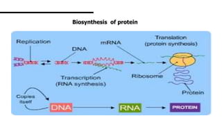 Biosynthesis of protein
 
