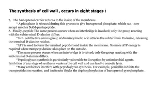 The synthesis of cell wall , occurs in eight stages :
7. The bactoprenol carrier returns to the inside of the membrane.
* A phosphate is released during this process to give bactoprenol phosphate, which can now
accept another NAM-pentapeptide.
8. Finally, peptide The same process occurs when an interbridge is involved; only the group reacting
with the subterminal D-alanine differs.
*In E. coli the free amino group of diaminopimelic acid attacks the subterminal Dalanine, releasing
the terminal D-alanine residue.
*ATP is used to form the terminal peptide bond inside the membrane. No more ATP energy is
required when transpeptidation takes place on the outside.
*The same process occurs when an interbridge is involved; only the group reacting with the
subterminal D-alanine differs.
*Peptidoglycan synthesis is particularly vulnerable to disruption by antimicrobial agents.
Inhibition of any stage of synthesis weakens the cell wall and can lead to osmotic lysis.
*Many antibiotics interfere with peptidoglycan synthesis. For example, penicillin inhibits the
transpeptidation reaction, and bacitracin blocks the dephosphorylation of bactoprenol pyrophosphate.
.
 