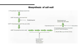 Biosynthesis of cell wall
 