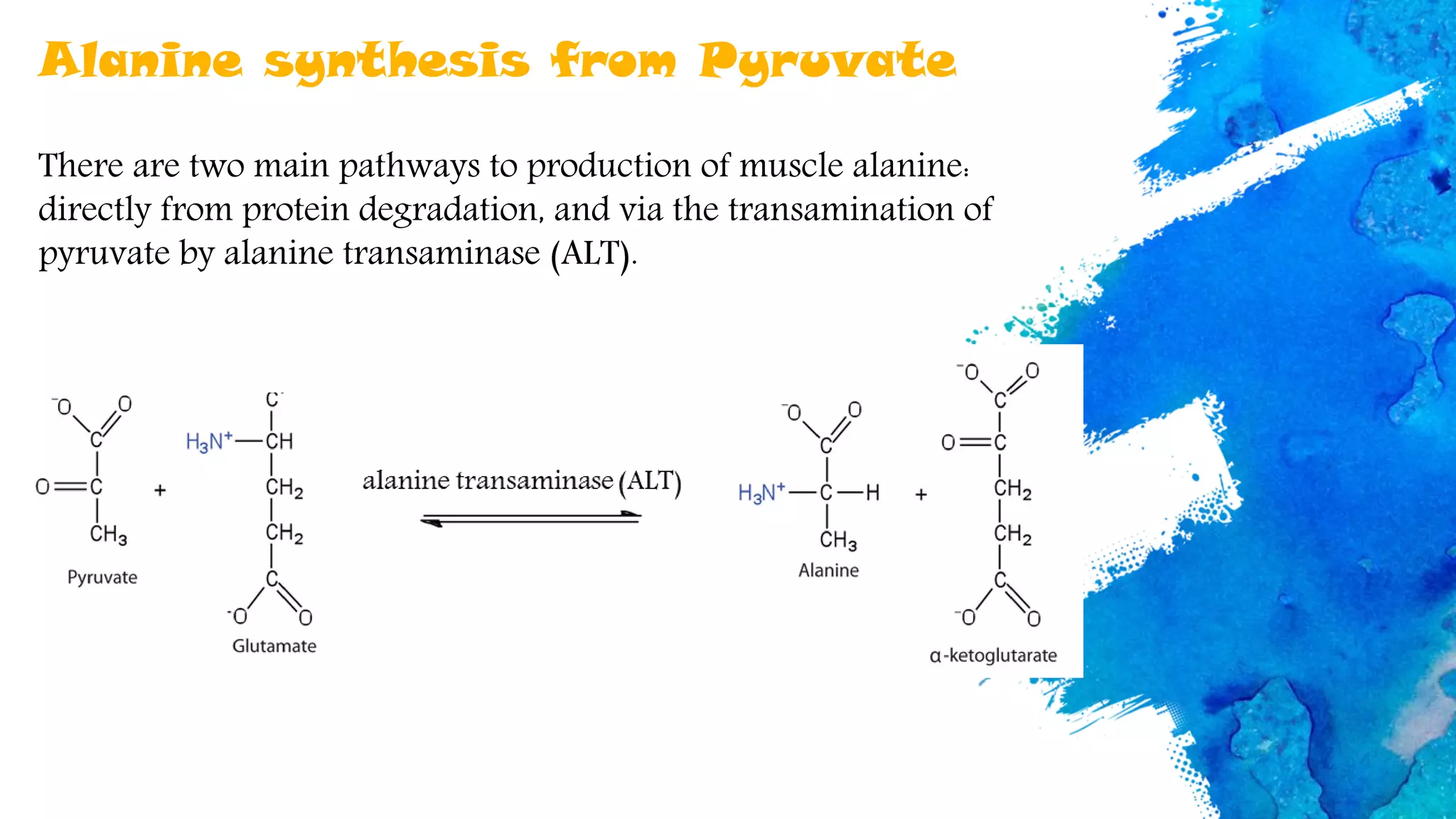 Alanine synthesis from Pyruvate
There are two main pathways to production of muscle alanine:
directly from protein degradation, and via the transamination of
pyruvate by alanine transaminase (ALT).
 