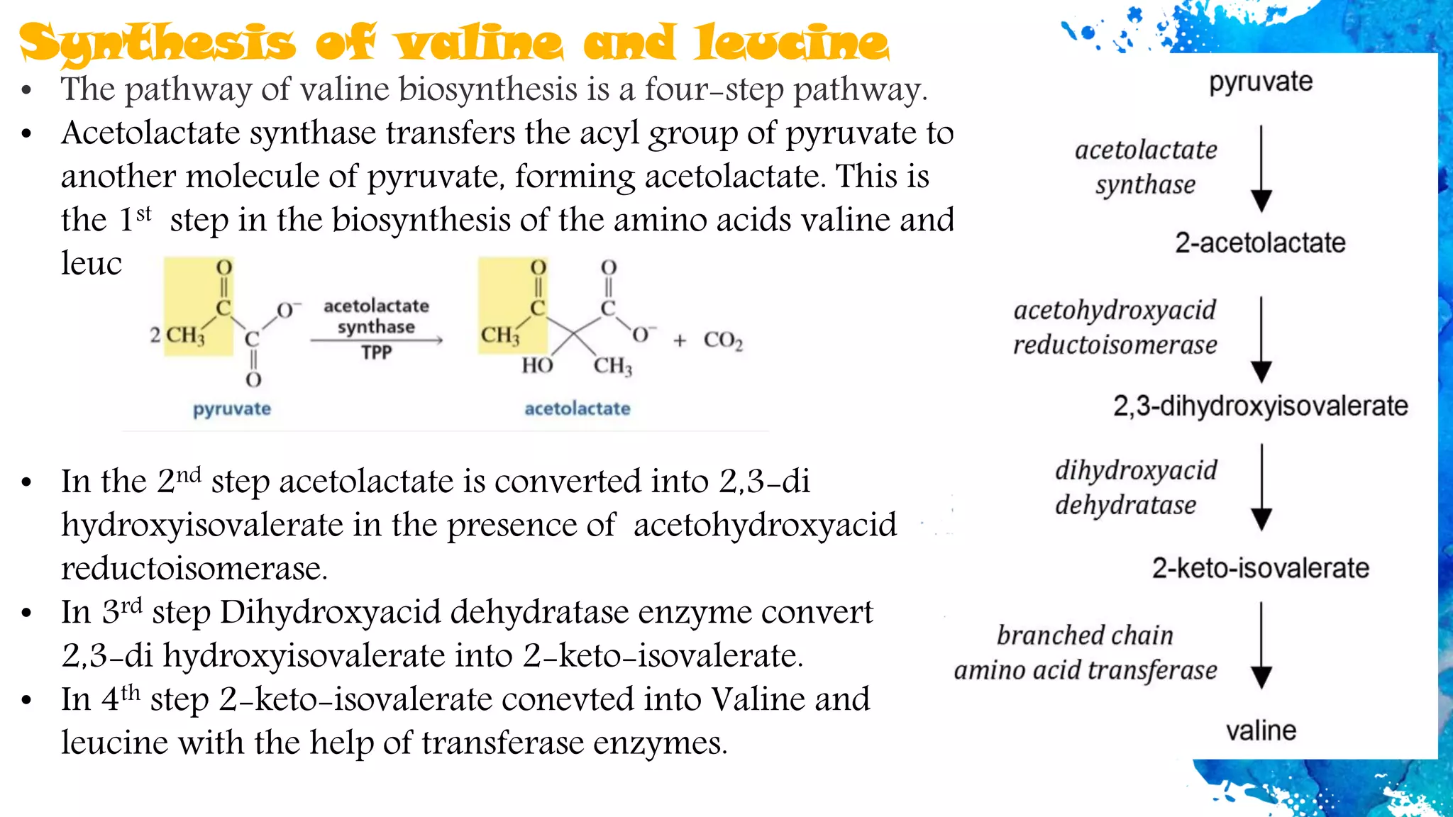 Synthesis of valine and leucine
• The pathway of valine biosynthesis is a four-step pathway.
• Acetolactate synthase transfers the acyl group of pyruvate to
another molecule of pyruvate, forming acetolactate. This is
the 1st step in the biosynthesis of the amino acids valine and
leucine
• In the 2nd step acetolactate is converted into 2,3-di
hydroxyisovalerate in the presence of acetohydroxyacid
reductoisomerase.
• In 3rd step Dihydroxyacid dehydratase enzyme convert
2,3-di hydroxyisovalerate into 2-keto-isovalerate.
• In 4th step 2-keto-isovalerate conevted into Valine and
leucine with the help of transferase enzymes.
 