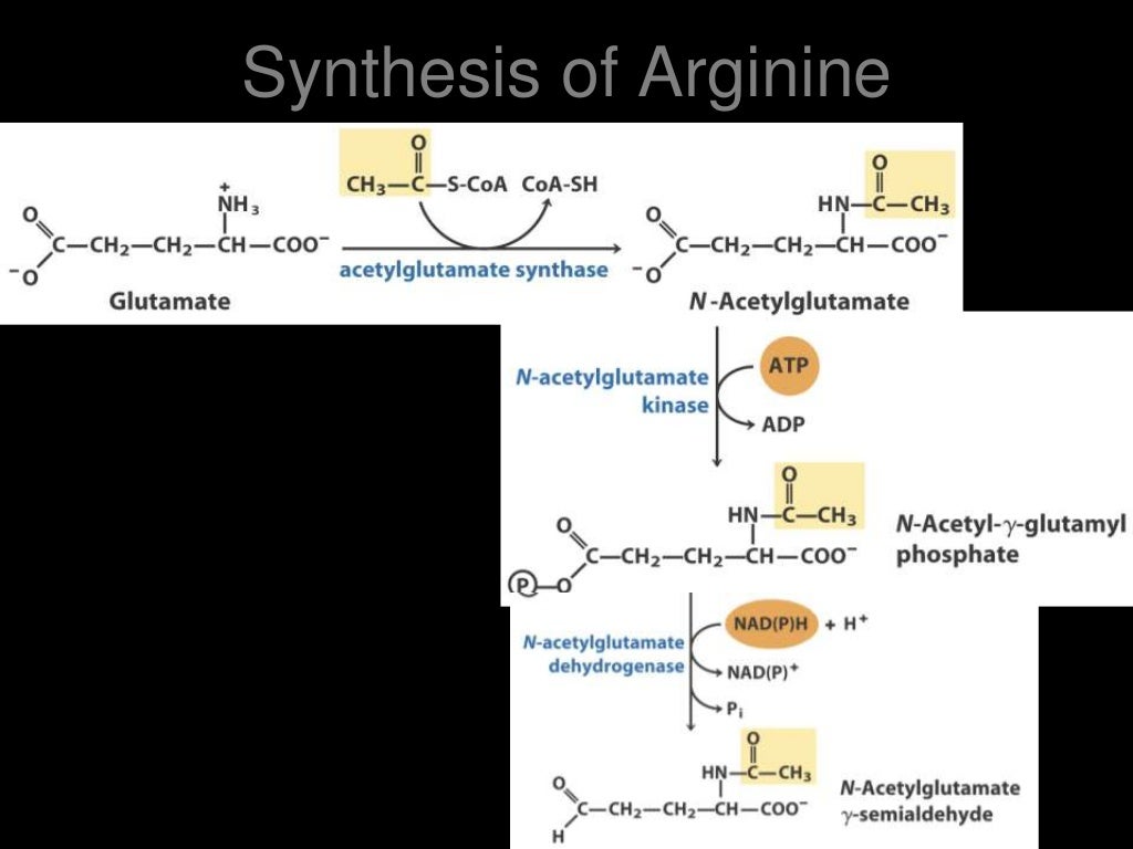 Biosynthesis of amino acids