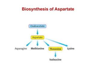 Biosynthesis of different types of amino acids.pptx