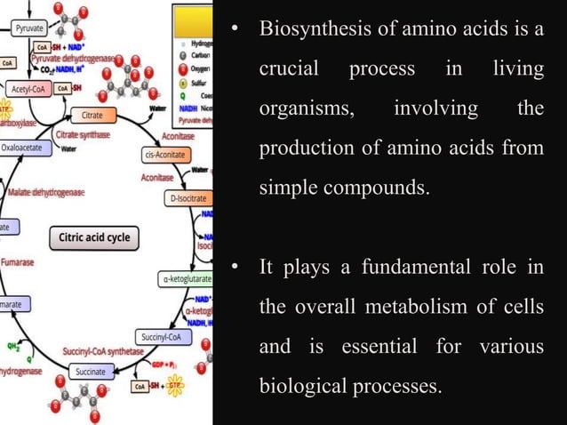 Biosynthesis of different types of amino acids.pptx