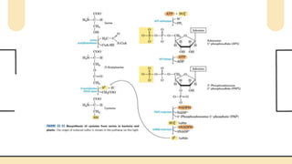 Biosynthesis of amino acids in microbes. pptx | PPTX