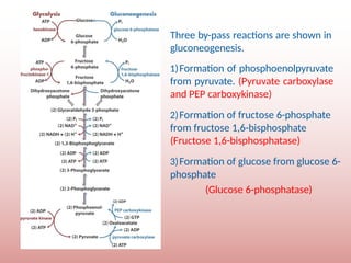 Comprehensive Overview of Gluconeogenesis and Glucose Metabolism | PPTX