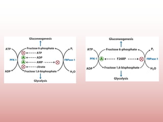 Comprehensive Overview of Gluconeogenesis and Glucose Metabolism | PPTX