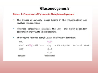Comprehensive Overview of Gluconeogenesis and Glucose Metabolism | PPTX