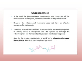 Comprehensive Overview of Gluconeogenesis and Glucose Metabolism | PPTX