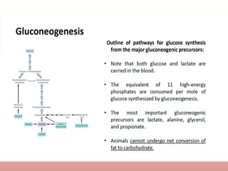 Comprehensive Overview of Gluconeogenesis and Glucose Metabolism | PPTX
