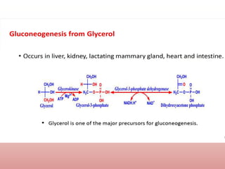 Comprehensive Overview of Gluconeogenesis and Glucose Metabolism | PPTX