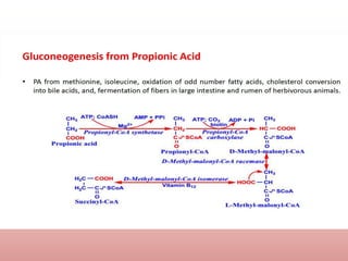 Comprehensive Overview of Gluconeogenesis and Glucose Metabolism | PPTX
