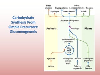 Comprehensive Overview of Gluconeogenesis and Glucose Metabolism | PPTX