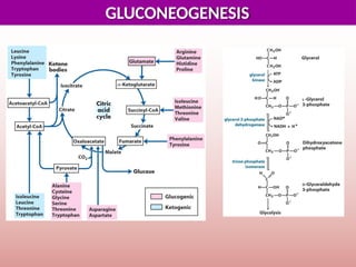 Comprehensive Overview of Gluconeogenesis and Glucose Metabolism | PPTX
