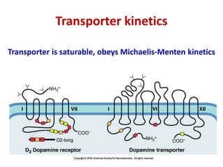 Transporter kinetics
Transporter is saturable, obeys Michaelis-Menten kinetics
 