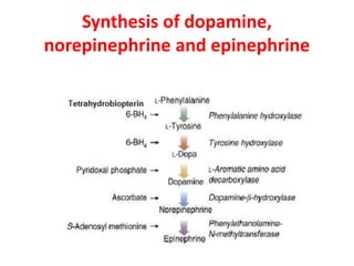 Synthesis of dopamine,
norepinephrine and epinephrine
 