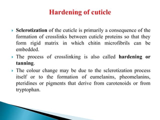  Sclerotization of the cuticle is primarily a consequence of the
formation of crosslinks between cuticle proteins so that they
form rigid matrix in which chitin microfibrils can be
embedded.
 The process of crosslinking is also called hardening or
tanning.
 The colour change may be due to the sclerotization process
itself or to the formation of eumelanins, pheomelanins,
pteridines or pigments that derive from carotenoids or from
tryptophan.
 