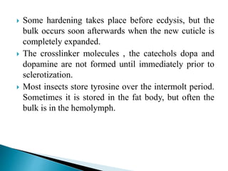  Some hardening takes place before ecdysis, but the
bulk occurs soon afterwards when the new cuticle is
completely expanded.
 The crosslinker molecules , the catechols dopa and
dopamine are not formed until immediately prior to
sclerotization.
 Most insects store tyrosine over the intermolt period.
Sometimes it is stored in the fat body, but often the
bulk is in the hemolymph.
 