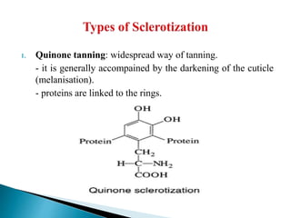 1. Quinone tanning: widespread way of tanning.
- it is generally accompained by the darkening of the cuticle
(melanisation).
- proteins are linked to the rings.
 