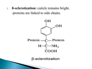 2. ß-sclerotization: cuticle remains bright.
-proteins are linked to side chains.
 