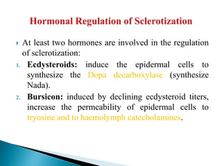  At least two hormones are involved in the regulation
of sclerotization:
1. Ecdysteroids: induce the epidermal cells to
synthesize the Dopa decarboxylase (synthesize
Nada).
2. Bursicon: induced by declining ecdysteroid titers,
increase the permeability of epidermal cells to
tryosine and to haemolymph catecholamines.
 