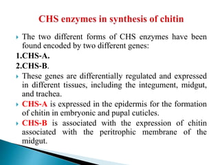  The two different forms of CHS enzymes have been
found encoded by two different genes:
1.CHS‐A.
2.CHS‐B.
 These genes are differentially regulated and expressed
in different tissues, including the integument, midgut,
and trachea.
 CHS‐A is expressed in the epidermis for the formation
of chitin in embryonic and pupal cuticles.
 CHS‐B is associated with the expression of chitin
associated with the peritrophic membrane of the
midgut.
 