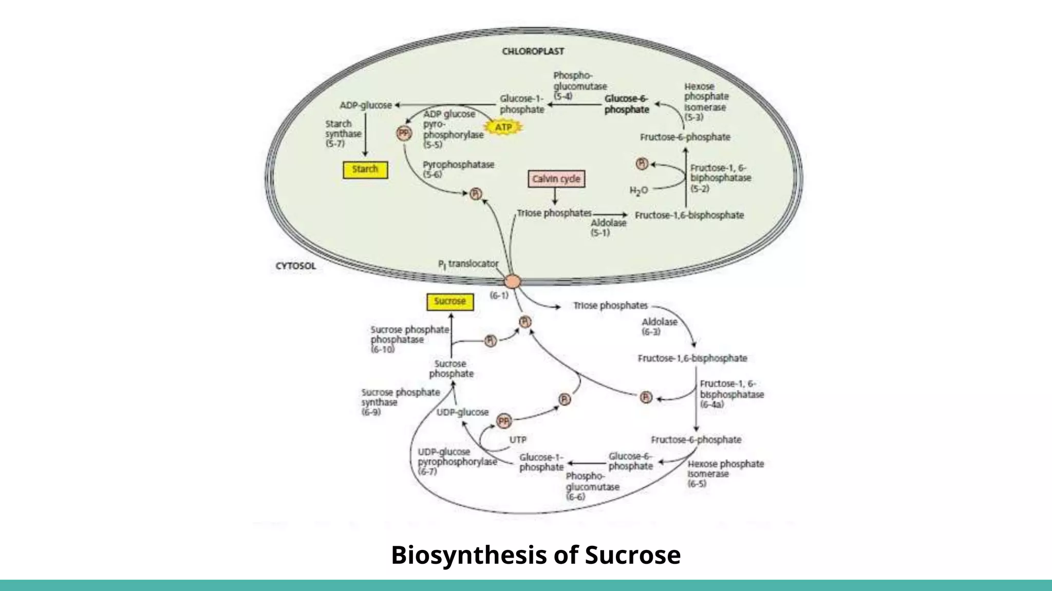 Biosynthesis of disaccharides (kailash) | PPTX