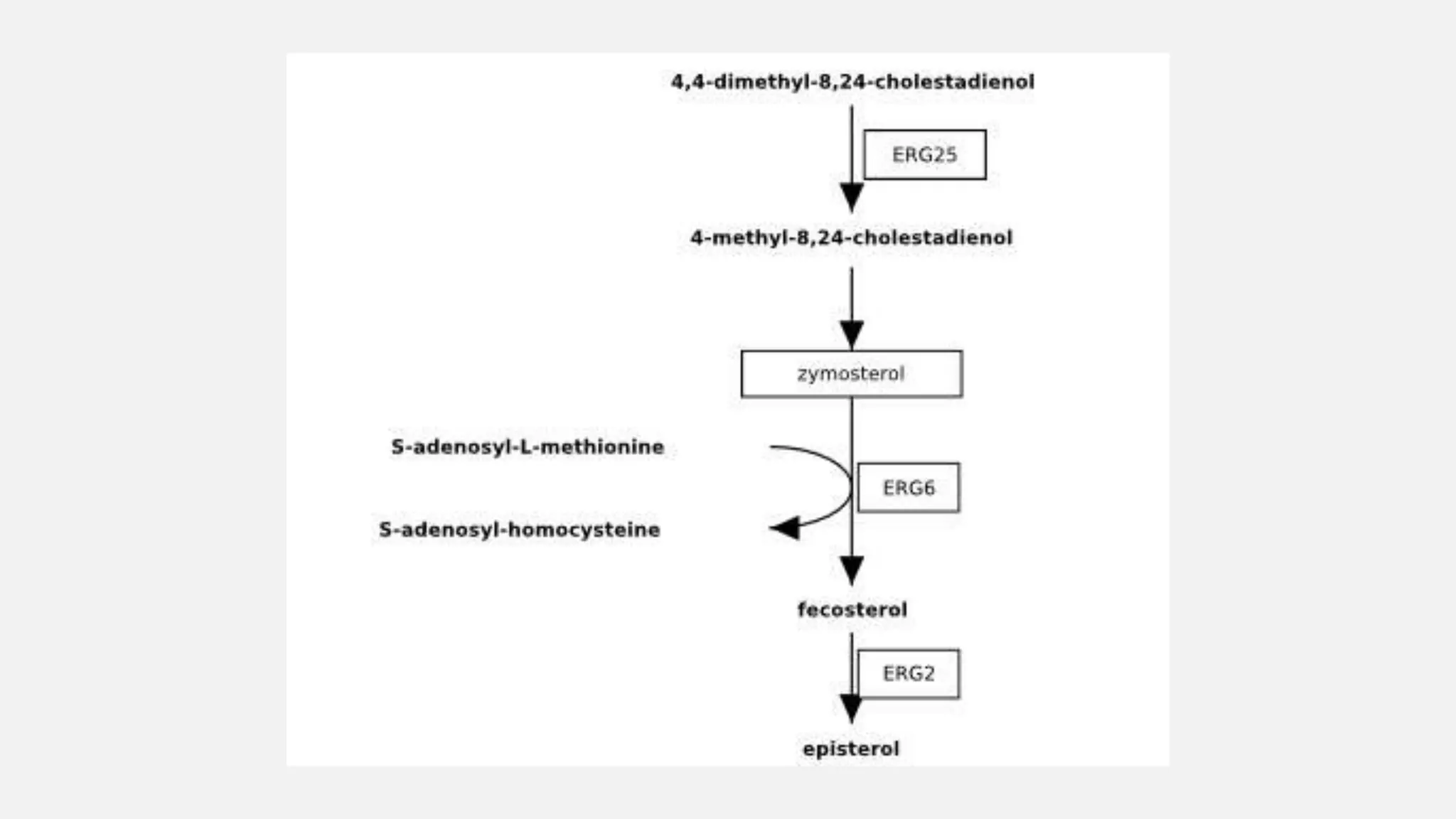 Biosynthesis of ergosterol
