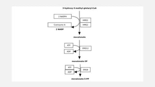 Biosynthesis of ergosterol