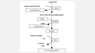 Biosynthesis of ergosterol