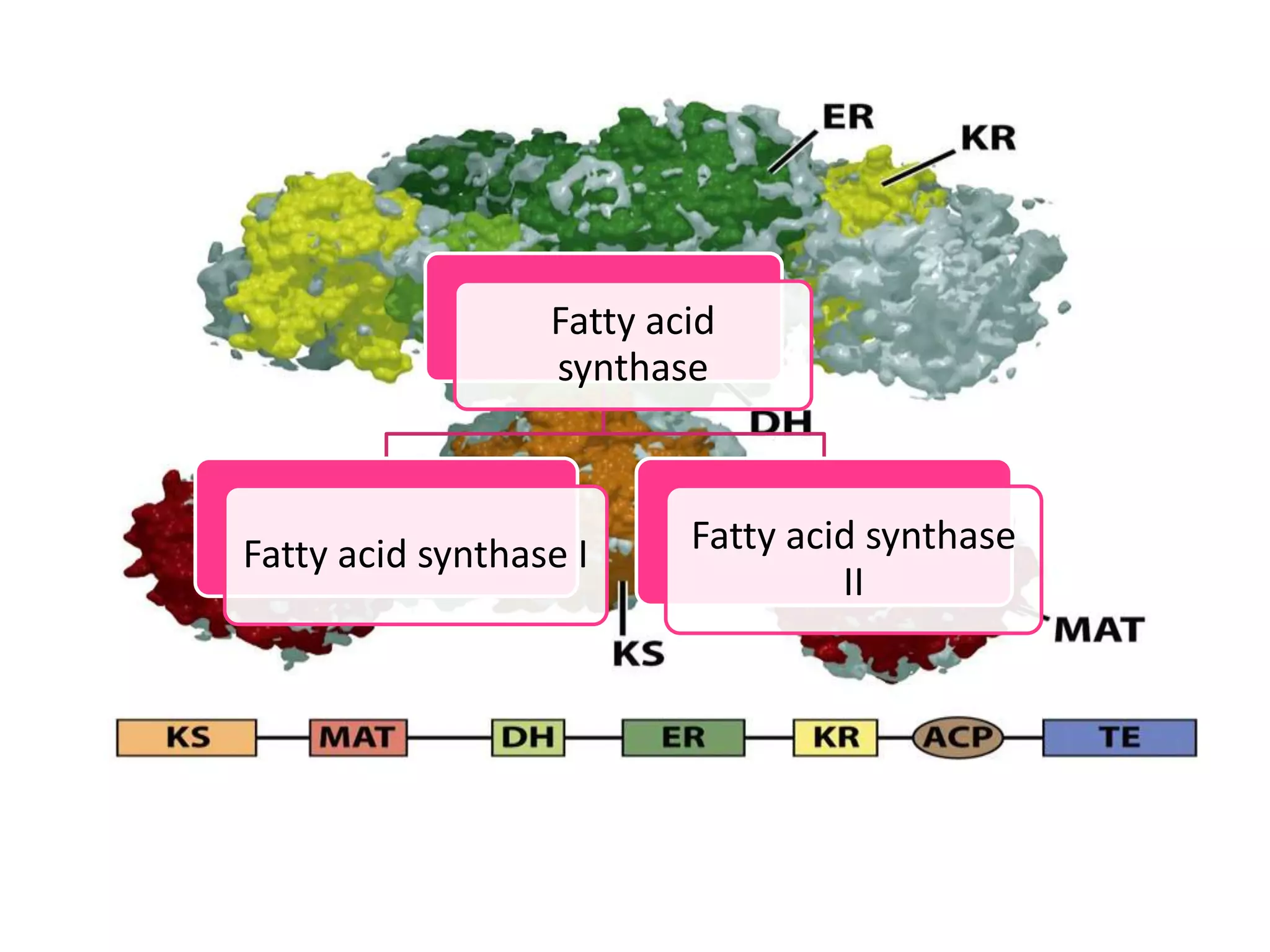 Biosynthesis Of Fatty Acid PPTX biosynthesis-of-fatty-acid-pptx