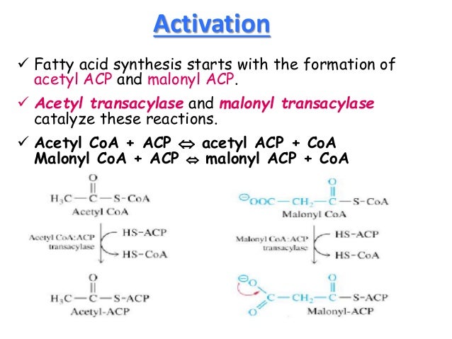 Αποτέλεσμα εικόνας για biosynthesis of fatty acids chem reactions