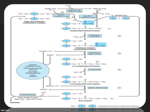 Biosynthesis of fatty acids | PDF