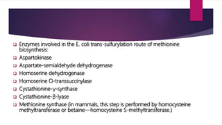  Enzymes involved in the E. coli trans-sulfurylation route of methionine
biosynthesis:
 Aspartokinase
 Aspartate-semialdehyde dehydrogenase
 Homoserine dehydrogenase
 Homoserine O-transsuccinylase
 Cystathionine-γ-synthase
 Cystathionine-β-lyase
 Methionine synthase (in mammals, this step is performed by homocysteine
methyltransferase or betaine—homocysteine S-methyltransferase.)
 